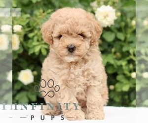 Medium Poodle (Toy)