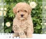 Small Poodle (Toy)