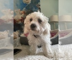 Small Photo #16 Zuchon Puppy For Sale in RENO, NV, USA