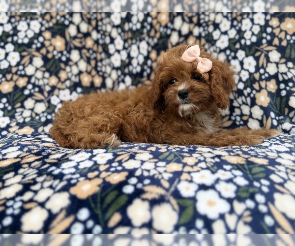 Medium Photo #7 Cavapoo (Miniature) Puppy For Sale in LAKELAND, FL, USA