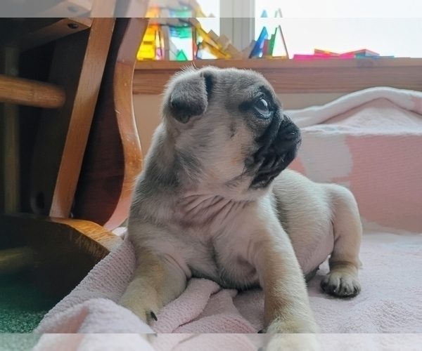 Medium Photo #6 Pug Puppy For Sale in SAINT PAUL, MN, USA