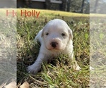 Puppy Holly Great Pyrenees