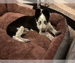Small Photo #1 Border Collie-Unknown Mix Puppy For Sale in Paso Robles, CA, USA