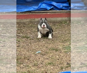 American Bully Puppy for sale in BLUEMONT, VA, USA