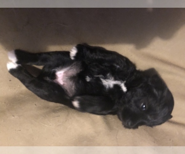 Medium Photo #4 Schnauzer (Miniature) Puppy For Sale in MICHIGANTOWN, IN, USA