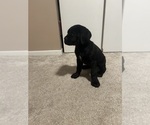 Small Cane Corso