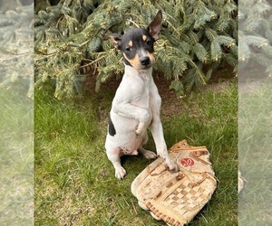 Rat Terrier Puppy for Sale in MIDDLEBURY, Indiana USA