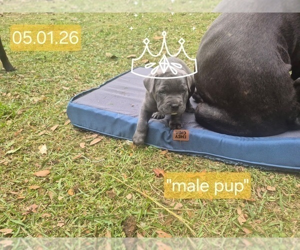 Medium Photo #32 Cane Corso Puppy For Sale in COLUMBIA, SC, USA