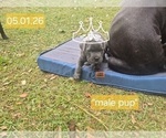 Small #31 Cane Corso