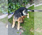 Small #2 German Shepherd Dog