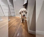Small #8 Maremma Sheepdog