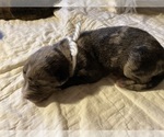 Puppy 4 Labrador Retriever-Texas Heeler Mix