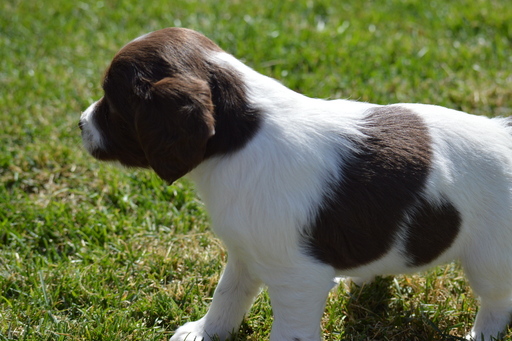 Medium Photo #1 Brittany Puppy For Sale in RIGBY, ID, USA