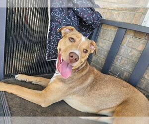 Anna - Female American Pit Bull Terrier-Labrador Retriever Mix Dog for Adoption - Photo #2