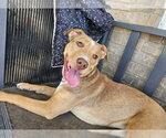 Small #1 American Pit Bull Terrier-Labrador Retriever Mix