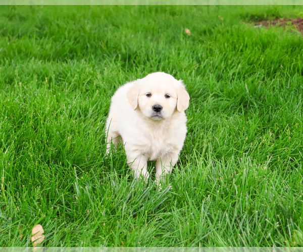 Medium Photo #17 English Cream Golden Retriever Puppy For Sale in SYRACUSE, IN, USA
