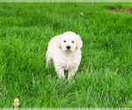Small #16 English Cream Golden Retriever