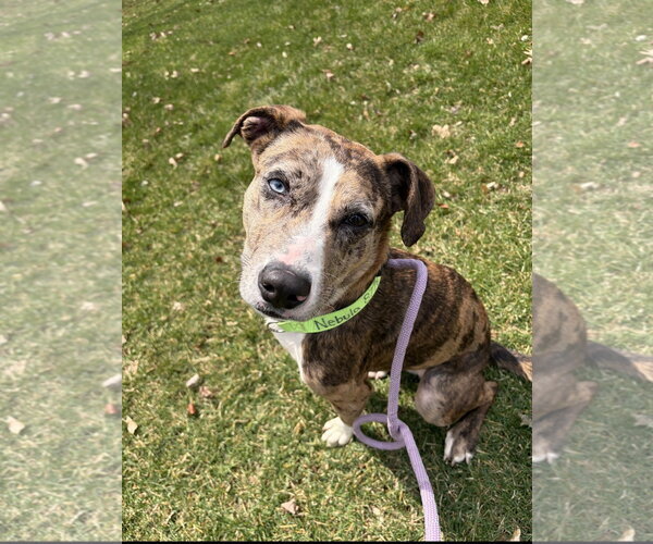 Medium Photo #5 Catahoula Leopard Dog-Unknown Mix Puppy For Sale in Rockaway, NJ, USA