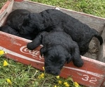 Small Photo #9 Aussiedoodle Puppy For Sale in BIRCHWOOD, TN, USA