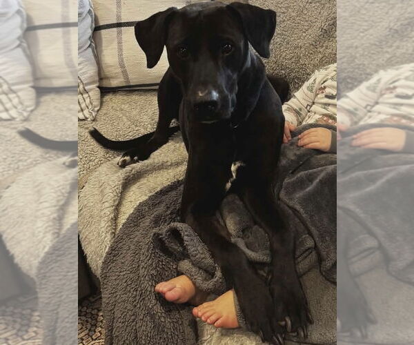 Medium Photo #6 Labmaraner Puppy For Sale in Westwood, NJ, USA