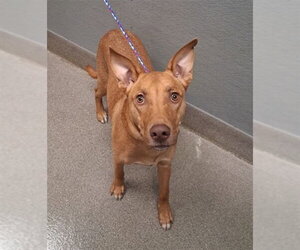 Doberman Pinscher-Unknown Mix Dogs for adoption in Las Vegas, NV, USA