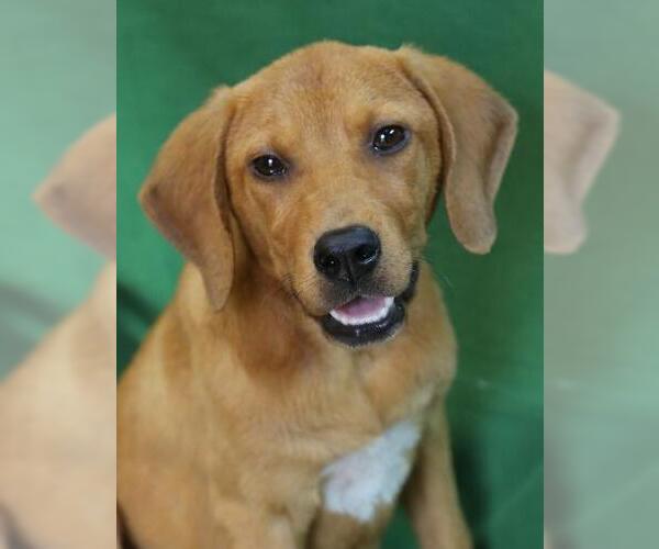 Medium Photo #4 Beagle-Unknown Mix Puppy For Sale in Wakefield, RI, USA