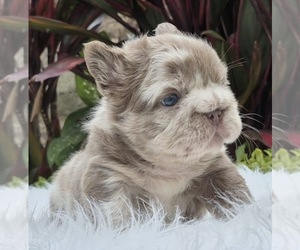 French Bulldog Puppy for sale in SAN DIEGO, CA, USA