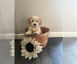 Goldendoodle-Jack Russell Terrier Mix Puppy for sale in ATWATER, CA, USA