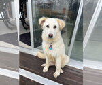 Small Great Pyrenees-Retriever  Mix