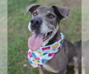 Labrador Retriever-Unknown Mix Dogs for adoption in San Antonio, TX, USA