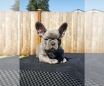 Small Photo #11 French Bulldog Puppy For Sale in GRAHAM, WA, USA
