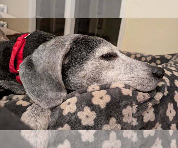 Medium Photo #6 Beagle-Unknown Mix Puppy For Sale in Dunnellon, FL, USA