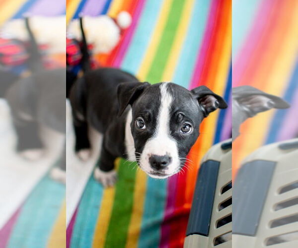 Medium Photo #3 Mutt Puppy For Sale in Germantown, OH, USA