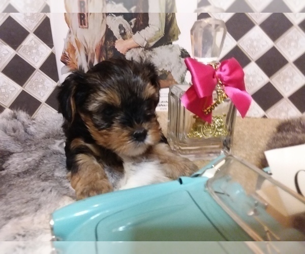 Medium Photo #7 Yorkshire Terrier Puppy For Sale in AUSTIN, TX, USA