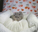 Small #1 Pomeranian