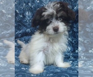 Havanese Puppy for sale in STATEN ISLAND, NY, USA