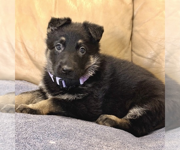 Medium Photo #41 German Shepherd Dog Puppy For Sale in BRIGHTON, CO, USA