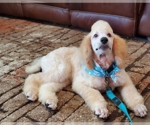 Poodle (Standard) Puppy for sale in NEVADA, TX, USA