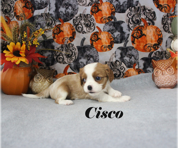 Medium Photo #47 Cavalier King Charles Spaniel Puppy For Sale in CHANUTE, KS, USA