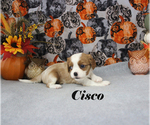 Small Photo #47 Cavalier King Charles Spaniel Puppy For Sale in CHANUTE, KS, USA