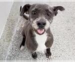 Small #1 American Pit Bull Terrier-Miniature Schnauzer Mix