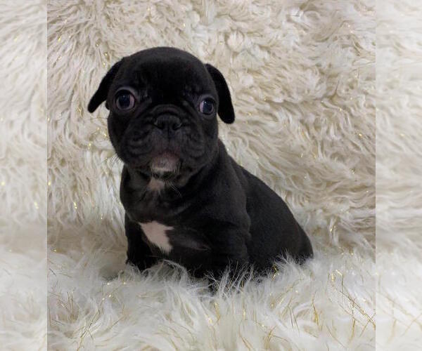 Medium Photo #2 French Bulldog Puppy For Sale in CHARLESTON, SC, USA