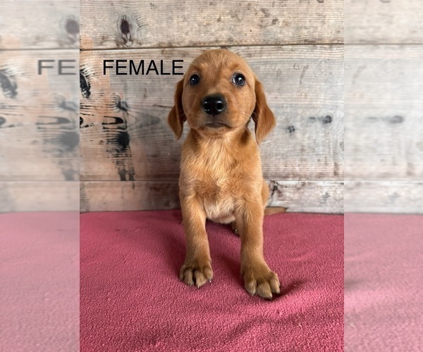 Medium Photo #8 Labrador Retriever Puppy For Sale in VERMONTVILLE, MI, USA