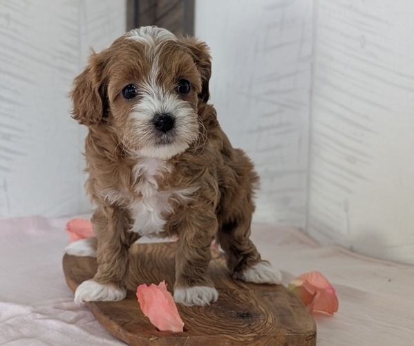 Medium Photo #12 Cavapoo (Miniature) Puppy For Sale in GOSHEN, IN, USA