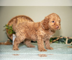 Small #3 Goldendoodle (Miniature)