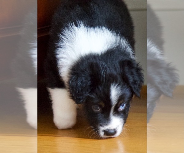 Medium Photo #29 Australian Shepherd Puppy For Sale in GREER, SC, USA