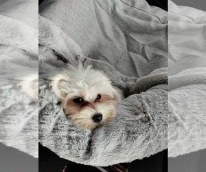 Maltese Puppy for sale in COLLIERVILLE, TN, USA