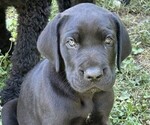 Puppy Bonnie Great Dane