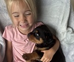 Small #2 Rottweiler