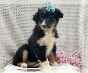 Australian Shepherd Puppy for sale in LAKELAND, FL, USA
